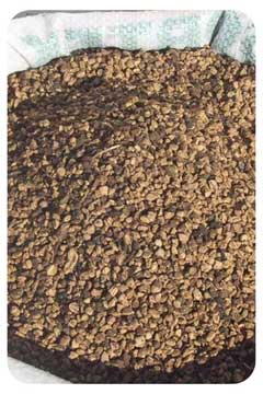 olive-pit