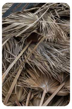 plam-tree-waste