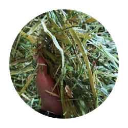 grass