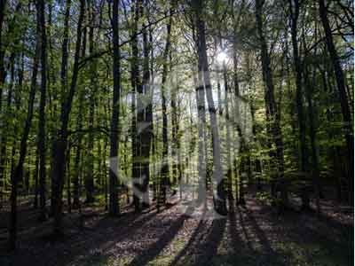 Forestry-WasteTreatment