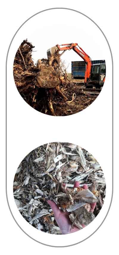 Tree-Root