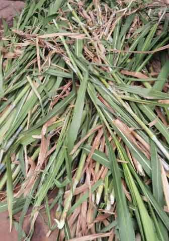 Wheat-Stalk