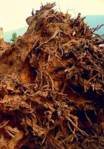 Wood-Root