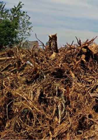 Wood-Stump