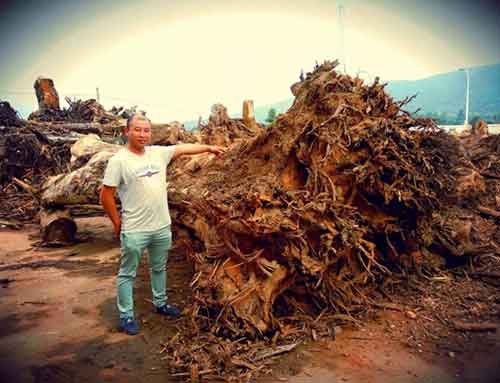 tree-stump